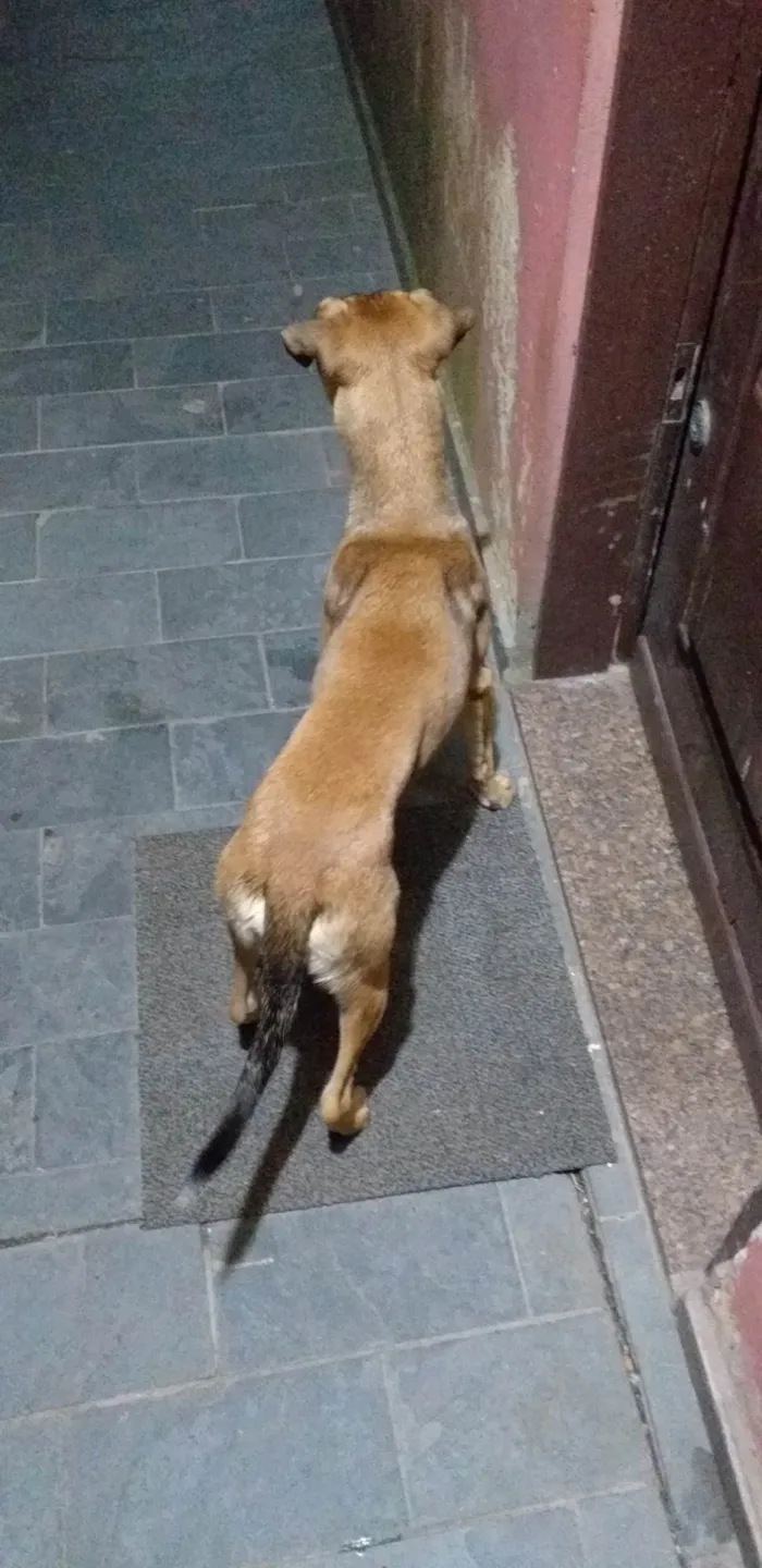 Cachorro ra a Mestiço, vira lata  idade 7 a 11 meses nome Bob