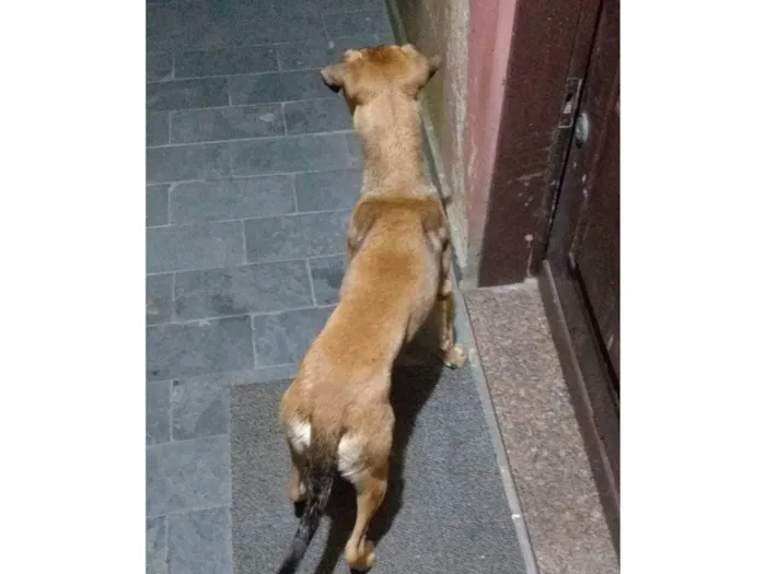 Cachorro ra a Mestiço, vira lata  idade 7 a 11 meses nome Bob