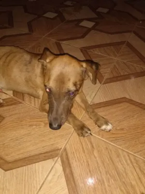 Cachorro raça Basset-Cofap idade 2 anos nome Bradok