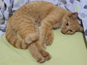Gato raça Gato amarelo vira lata idade Abaixo de 2 meses nome Desconhecido