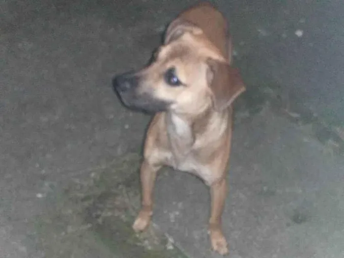 Cachorro ra a Mestiço, vira lata  idade 7 a 11 meses nome Bob