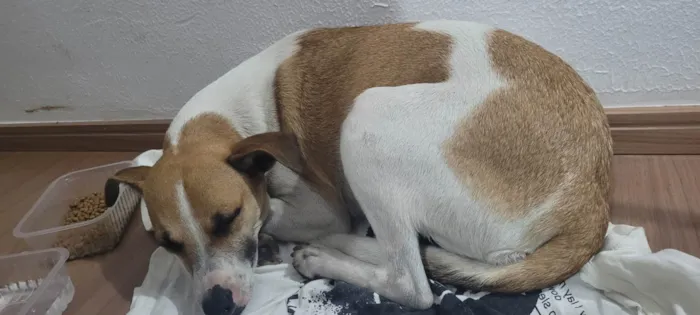 Cachorro raça Sem raça definida idade 1 ano nome Sem nome