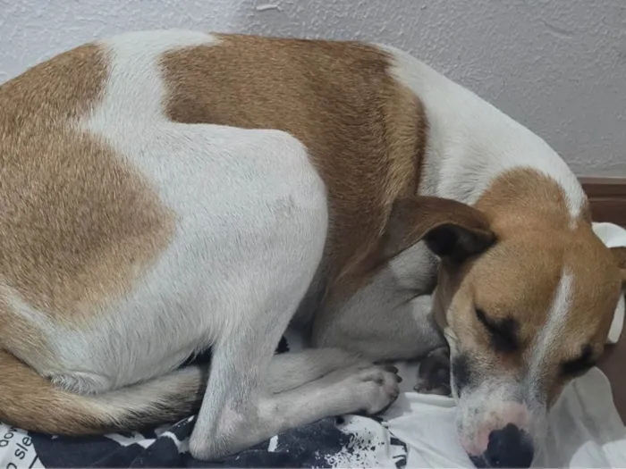 Cachorro raça Sem raça definida idade 1 ano nome Sem nome