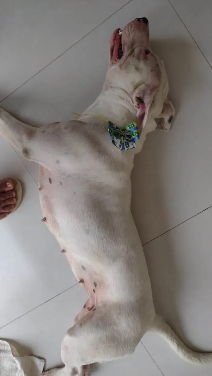 Cachorro ra a Stanfordshine idade 1 ano nome Megh