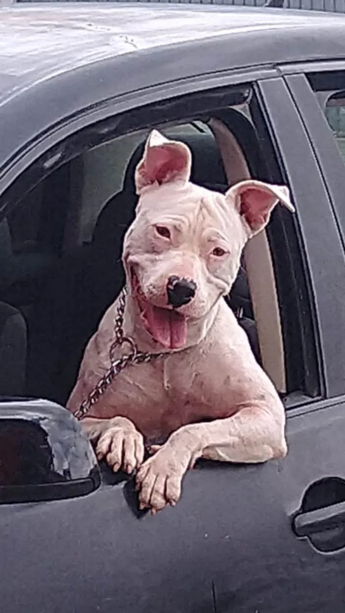 Cachorro ra a Stanfordshine idade 1 ano nome Megh