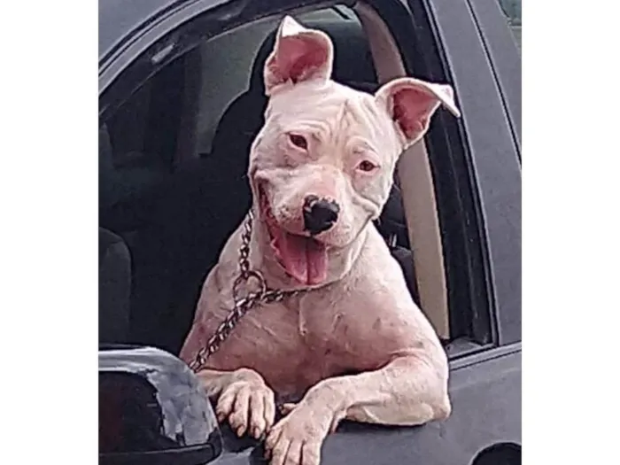 Cachorro ra a Stanfordshine idade 1 ano nome Megh