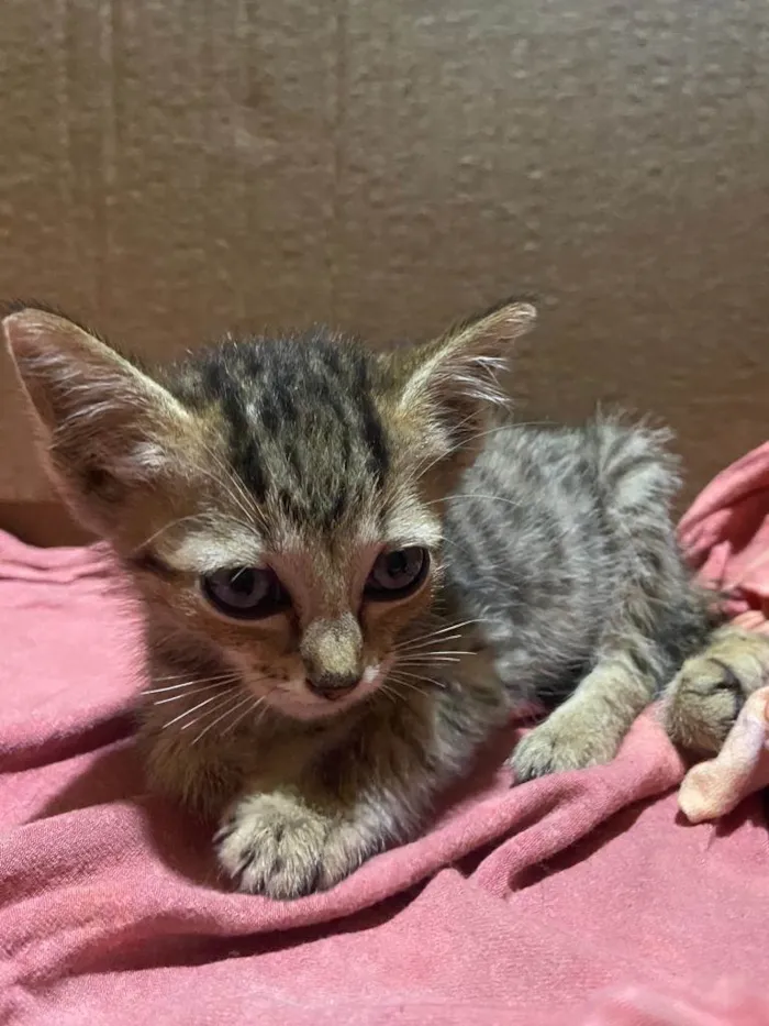 Gato ra a  idade Abaixo de 2 meses nome Pérola 