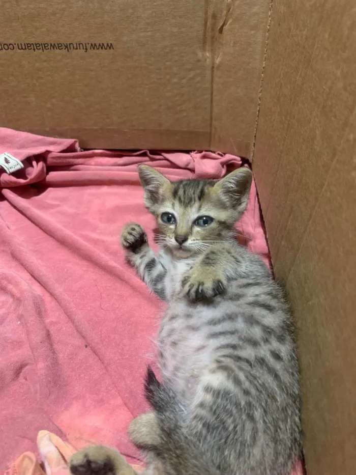 Gato ra a  idade Abaixo de 2 meses nome Pérola 