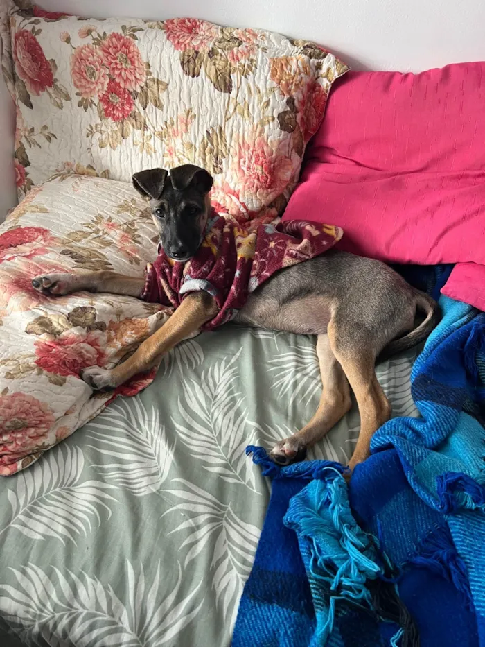 Cachorro raça SRD-ViraLata idade 2 a 6 meses nome Maricota 