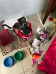 Cachorro raça SRD-ViraLata idade 2 a 6 meses nome Maricota 