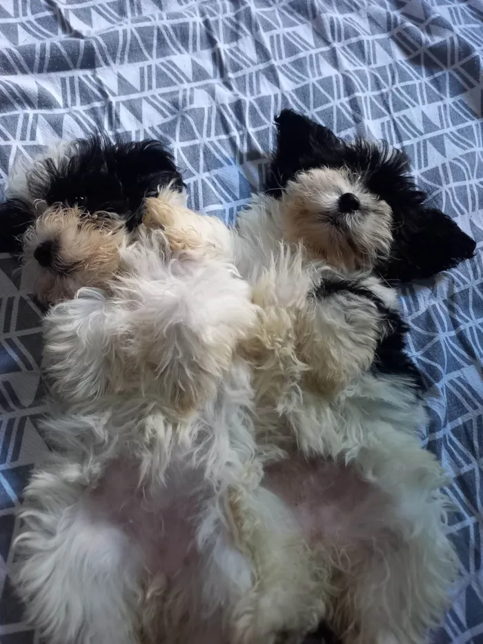 Cachorro raça Shitzu Poodle idade Abaixo de 2 meses nome Melissa e Maya