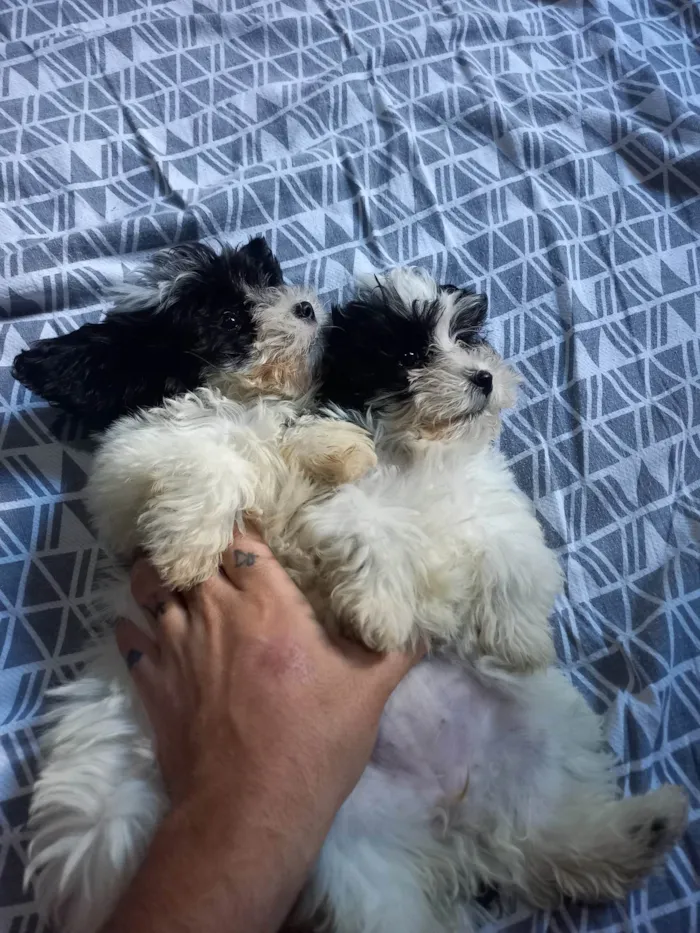 Cachorro raça Shitzu Poodle idade Abaixo de 2 meses nome Melissa e Maya
