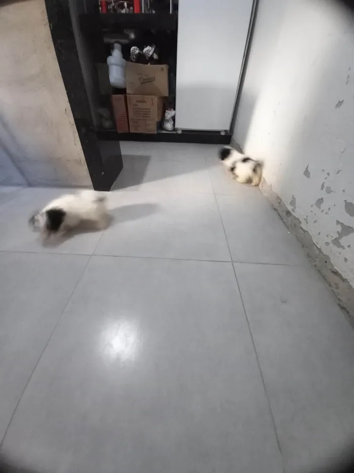 Cachorro raça Shitzu Poodle idade Abaixo de 2 meses nome Melissa e Maya