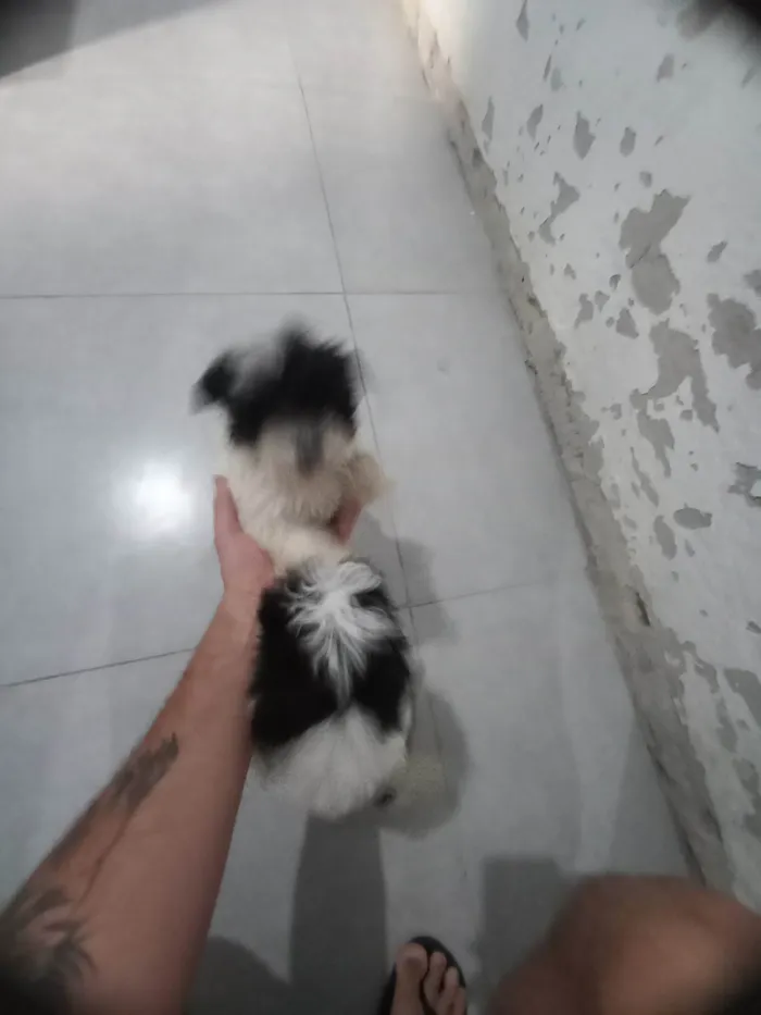 Cachorro raça Shitzu Poodle idade Abaixo de 2 meses nome Melissa e Maya