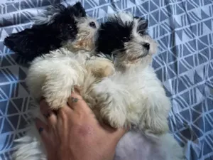 Cachorro raça Shitzu Poodle idade Abaixo de 2 meses nome Melissa e Maya