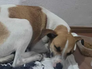 Cachorro raça Sem raça definida idade 1 ano nome Sem nome