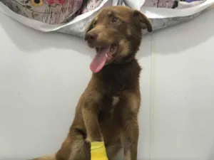 Cachorro raça SRD-ViraLata idade 1 ano nome LILI