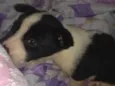 Cachorro raça SRD-ViraLata idade 2 a 6 meses nome Luck