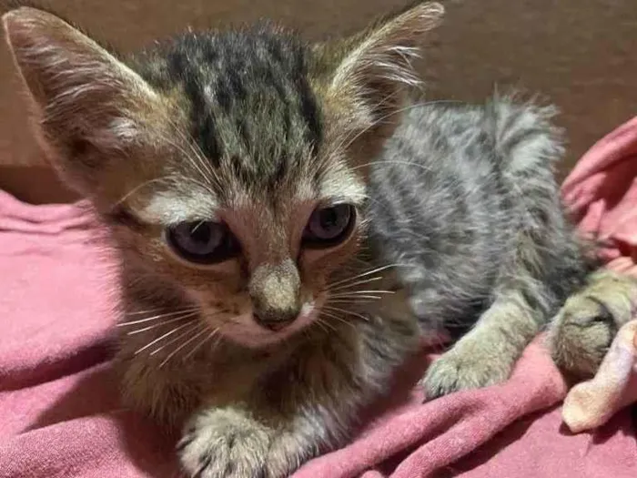 Gato ra a  idade Abaixo de 2 meses nome Pérola 