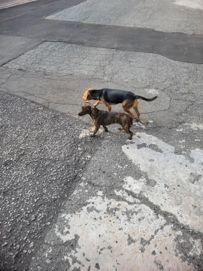 Cachorro ra a Não consegui indentificar, encontrei os dois filhotes perdidos na rua onde moro. idade Abaixo de 2 meses nome Encontrei na rua