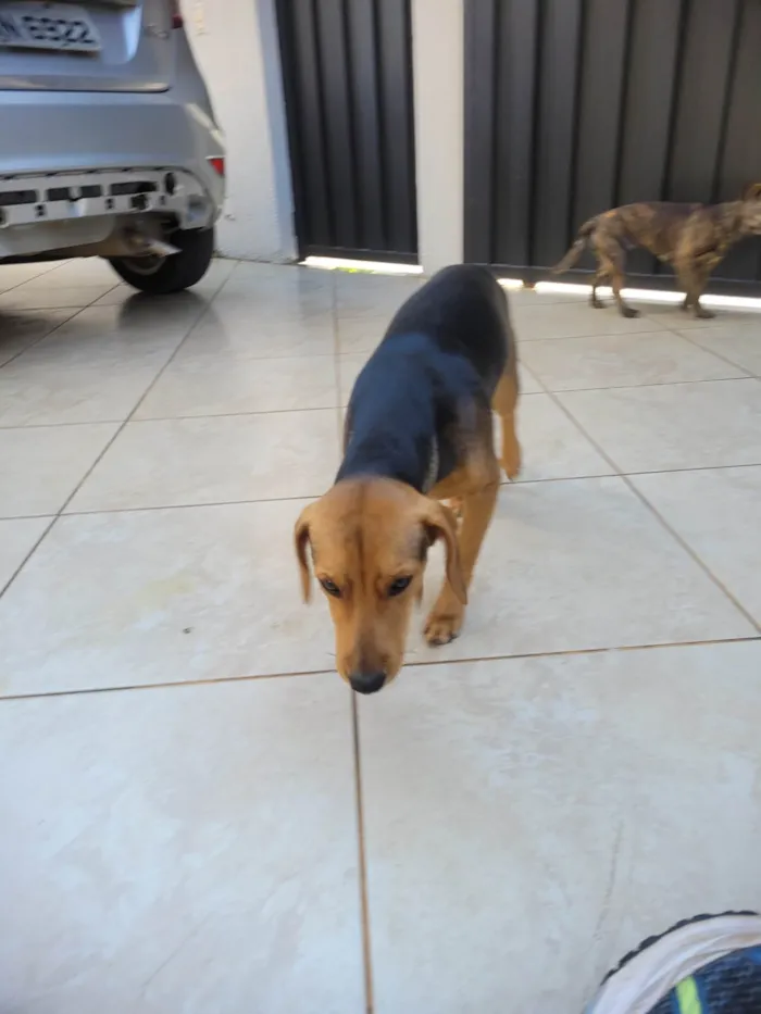 Cachorro ra a Não consegui indentificar, encontrei os dois filhotes perdidos na rua onde moro. idade Abaixo de 2 meses nome Encontrei na rua