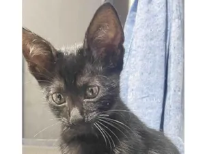 Gato raça SRD-ViraLata idade 2 a 6 meses nome Pantera