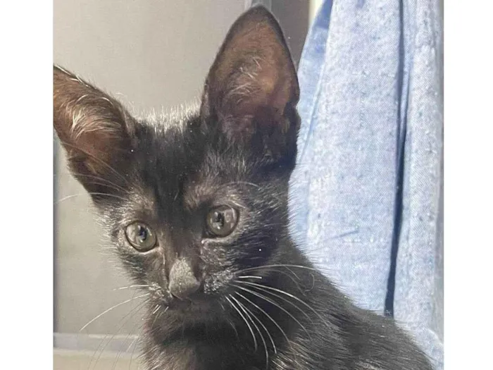 Gato raça SRD-ViraLata idade 2 a 6 meses nome Pantera