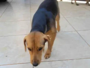 Cachorro raça Não consegui indentificar, encontrei os dois filhotes perdidos na rua onde moro. idade Abaixo de 2 meses nome Encontrei na rua