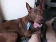 Apollo