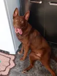 Apollo