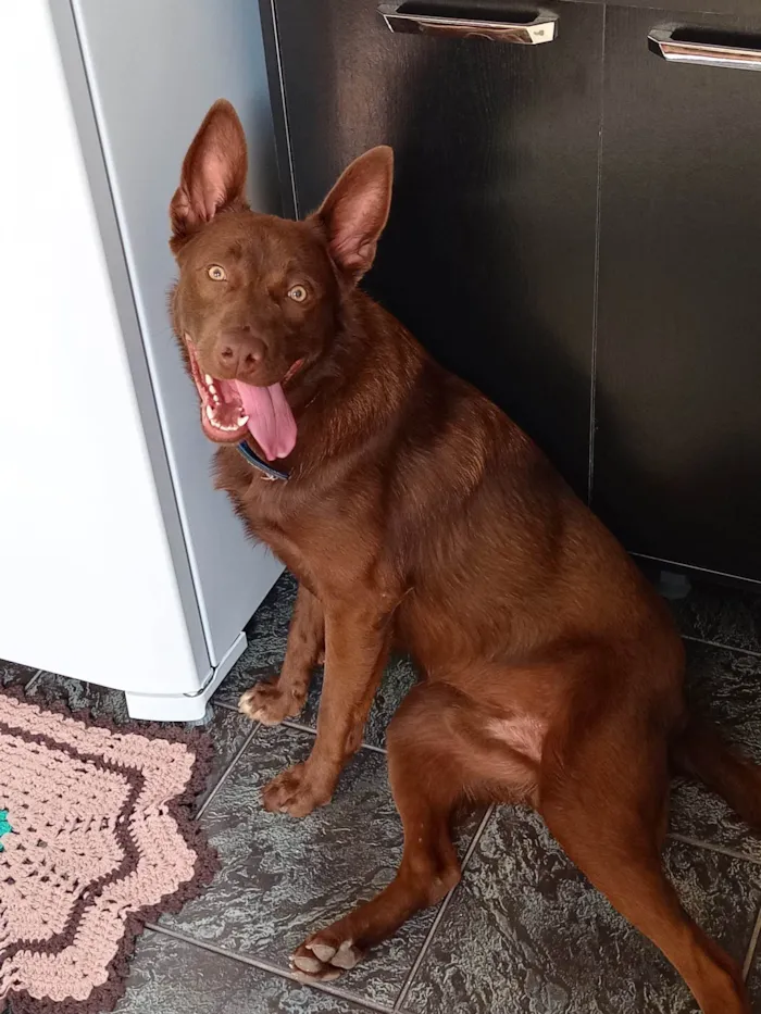 Cachorro ra a Kelpie australiano idade 2 anos nome Apollo