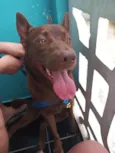 Apollo