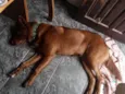 Apollo