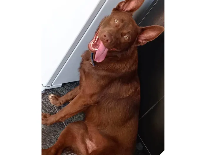 Cachorro ra a Kelpie australiano idade 2 anos nome Apollo