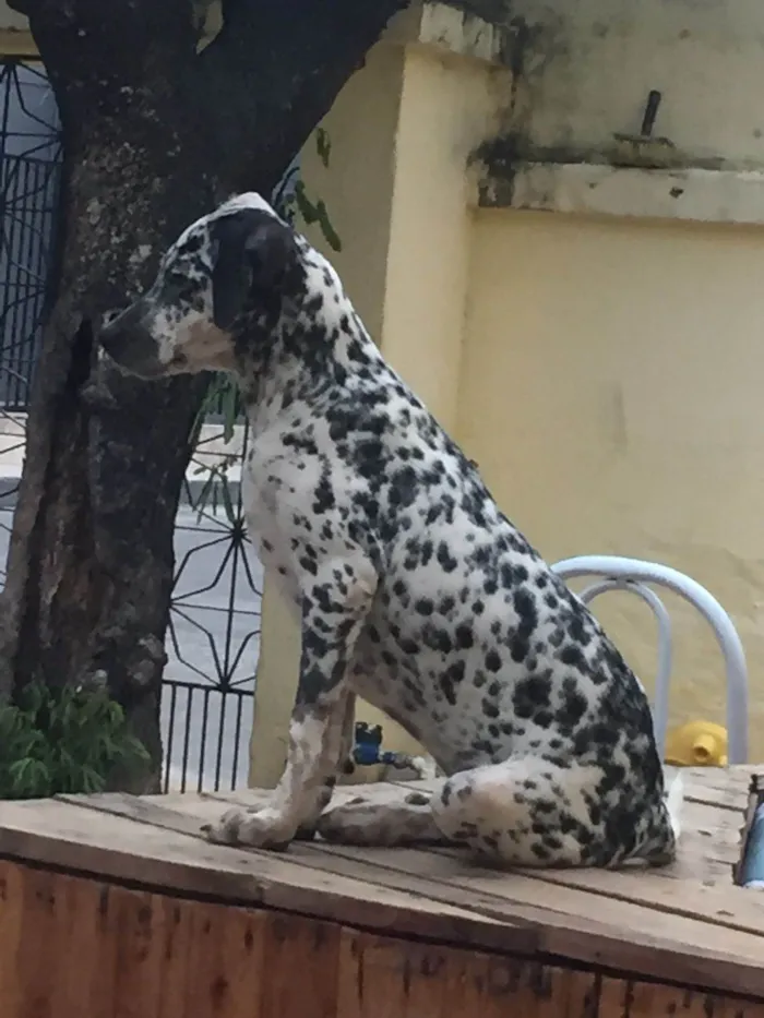 Cachorro ra a Dálmata idade 1 ano nome Pitty