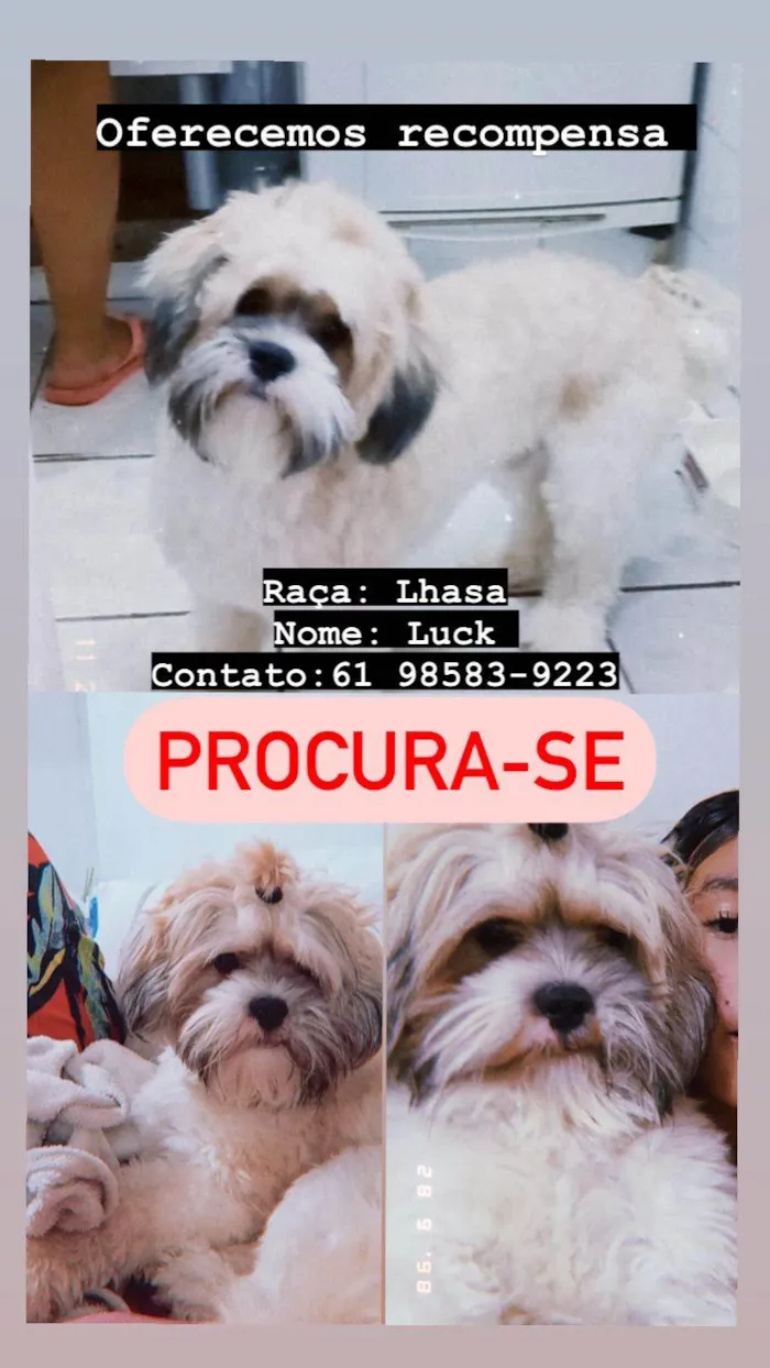 Cachorro ra a Lhasa Apso idade 2 a 6 meses nome LUCK