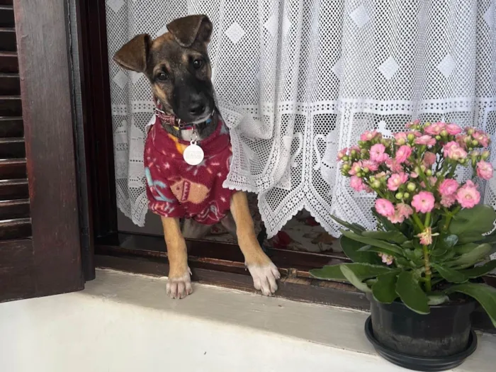 Cachorro raça SRD-ViraLata idade 2 a 6 meses nome Maricota 