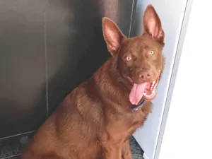 Cachorro raça Kelpie australiano idade 2 anos nome Apollo