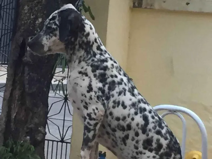 Cachorro ra a Dálmata idade 1 ano nome Pitty