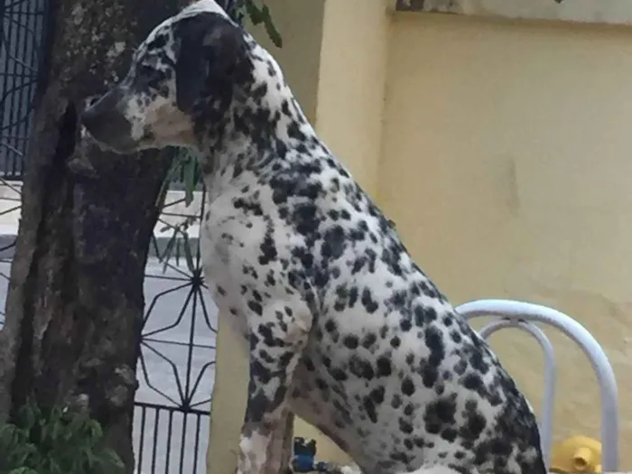 Cachorro ra a Dálmata idade 1 ano nome Pitty 