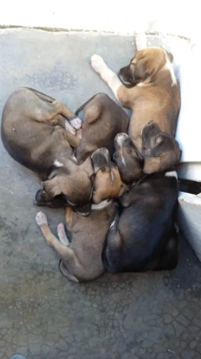 Cachorro raça SRD-ViraLata idade Abaixo de 2 meses nome Não tem 
