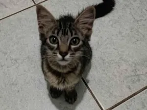 Gato raça Felina  idade 2 a 6 meses nome Aurora 
