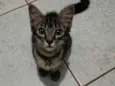 Gato raça Felina  idade 2 a 6 meses nome Aurora 