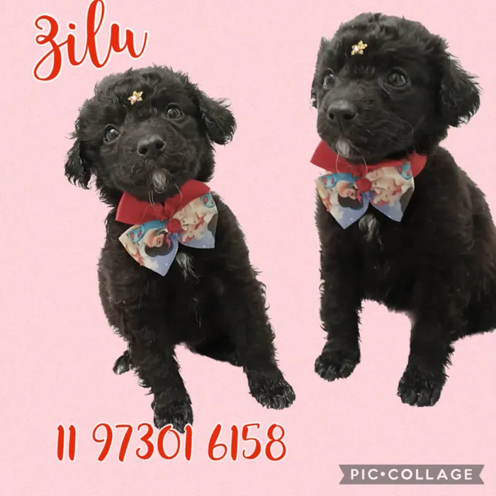 Cachorro raça Srd idade Abaixo de 2 meses nome Zoe e Luck