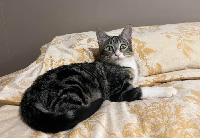 Gato ra a SRD idade 2 a 6 meses nome SHOYU