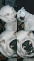 Bobi, flor, belinha