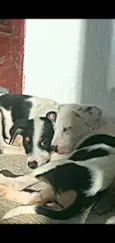 Bobi, flor, belinha
