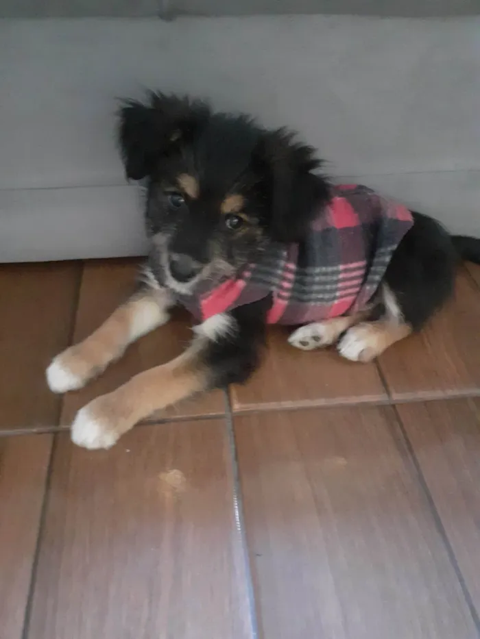 Cachorro raça SRD-ViraLata idade 2 a 6 meses nome Belinha