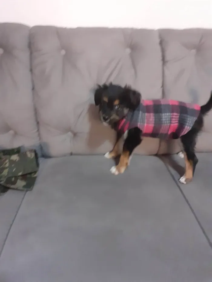 Cachorro raça SRD-ViraLata idade 2 a 6 meses nome Belinha