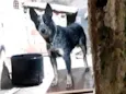 Zorro
